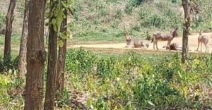 জেব্রার পালে নতুন শাবক গাজীপুর সাফারি পার্কে 