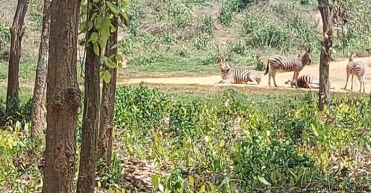 জেব্রার পালে নতুন শাবক গাজীপুর সাফারি পার্কে