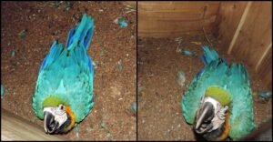 ম্যাকাও পাখির বাচ্চা দেশে প্রথমবার জন্ম নিলো